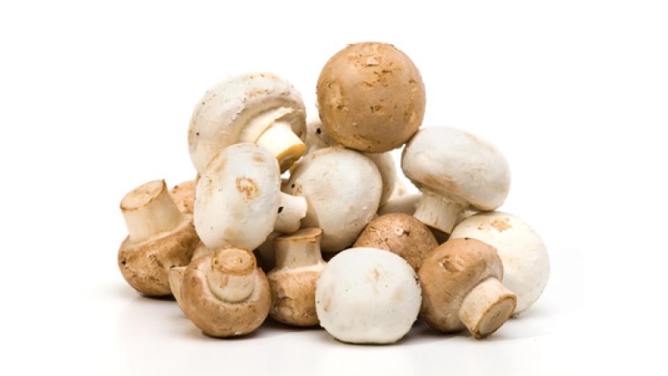 Funghi Champignon