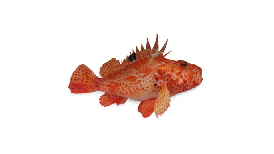 Scorfano Pescato