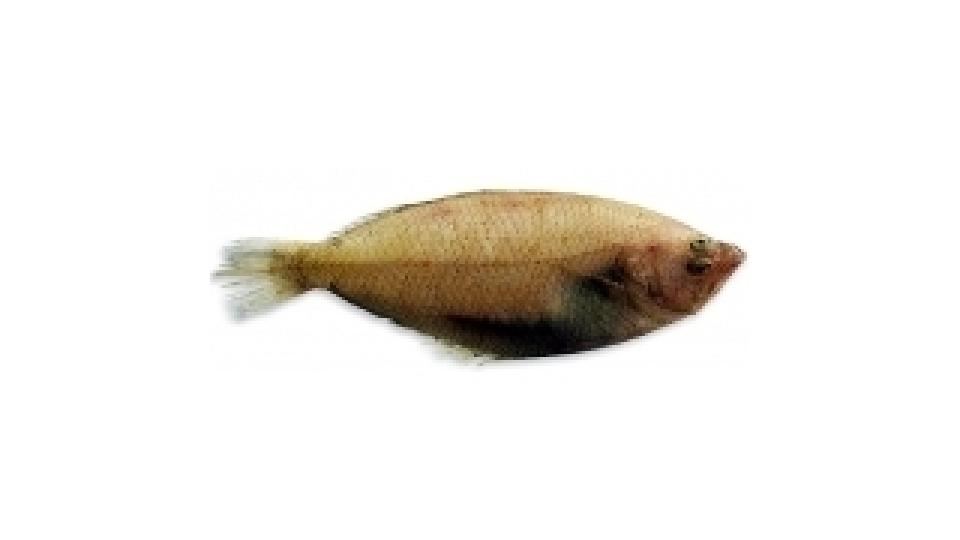 Sogliola Atlantica Coop 