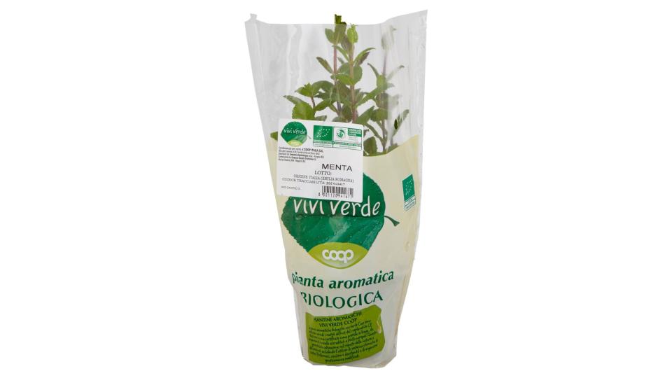 Pianta Aromatica Biologica Menta