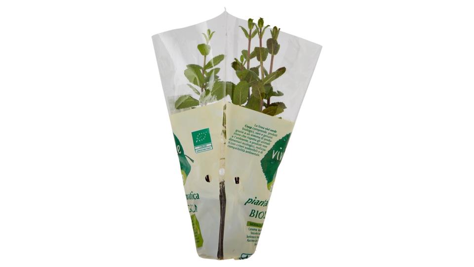 Pianta Aromatica Biologica Menta